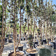 Sambucus nigra Black Tower 200-250 cm container solitair
