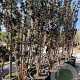 Sambucus nigra Black Tower 250-300 cm container Multistam