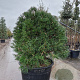Sciadopitys verticillata 120-140 cm container spiraal