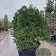 Sciadopitys verticillata 120-140 cm container spiraal