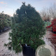Sciadopitys verticillata 125-150 cm container solitair
