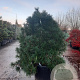 Sciadopitys verticillata 125-150 cm container solitair