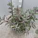 Senecio crassissimus GM 9L