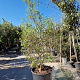 Styrax jap. 'Issai' 250-300 cm container meerstammig