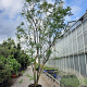 Styphnolobium j. 'Regent' 400-450 cm container meerstammig extra