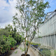 Styphnolobium j. 'Regent' 400-450 cm container meerstammig extra