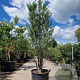 Styrax jap. Snowcone 250-275 cm container