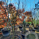 Styphnolobium japonicum 350-400 cm container meerstammig