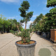 Taxus baccata 100-120 cm 45L bonsai