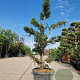 Taxus baccata 140-160 cm 45L bonsai