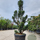 Taxus baccata 140-160 cm 45L bonsai