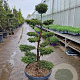 Taxus baccata 140-160 cm container bonsai schaalvorm