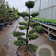 Taxus baccata 140-160 cm container bonsai schaalvorm
