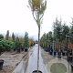 Tamarix ramosissima 200 cm stam 35L 12-14