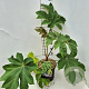 Tetrapanax papyrifer 'Rex' 60-80 cm 10L