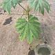 Tetrapanax papyrifer 'Rex' GM C3