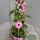 Thunbergia alata 70 cm 3,0L piramide