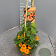 Thunbergia alata 70 cm 3,0L piramide