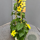 Thunbergia alata 70 cm 3,0L piramide