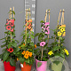 Thunbergia alata 70 cm 3,0L piramide