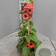 Thunbergia alata 70 cm 3,0L piramide
