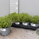 Thymus citriodorus P14