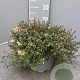 Thymus puleg. 'Foxley' GM C3