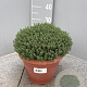 Thymus vulgaris GM C5