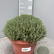Thymus vulgaris GM C5