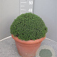 Thymus vulgaris GM C5