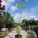 Toona sinensis 'Flamingo' 300-350 cm cont. 95L meerstammig