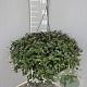 Tradescantia fluminensis GM C6L