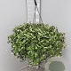 Tradescantia fluminensis GM C6L