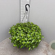 Tradescantia fluminensis GM C6L