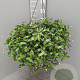 Tradescantia fluminensis GM C6L