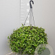 Tradescantia fluminensis GM C6L