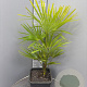 Trachycarpus fortunei 100-120 cm 20L