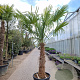 Trachycarpus fortunei 110 cm stam container
