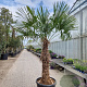Trachycarpus fortunei 120 cm stam container