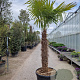 Trachycarpus fortunei 150 cm stam container