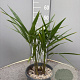 Trachycarpus fortunei 40-50 cm 2,5L