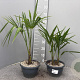 Trachycarpus fortunei 40-50 cm 2,5L