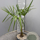 Trachycarpus fortunei 40-50 cm 2,5L