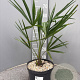 Trachycarpus fortunei 50-60 cm 5,0L