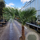 Trachycarpus fortunei 50 cm stam container