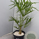 Trachycarpus fortunei 60-80 cm 7,5L