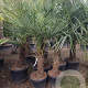 Trachycarpus fortunei 60 cm stam container