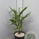 Trachycarpus fortunei 80-100 cm 10L