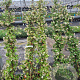 Trachelospermum jasminoides 175-200 cm 7,5L