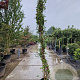 Trachelospermum jasminoides 250-300 cm 15L